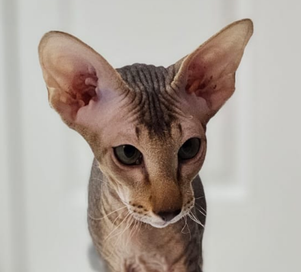 Hokku Murmurino